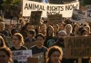 Animalismo: significato, gruppi e movimenti