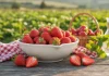 Fragole: benefici, varietà e coltivazione