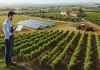 Agricoltura in Italia: mercato e tendenze