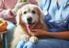Pet therapy: terapie assistite con animali