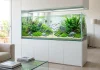 Acquario in casa: pesci e allestimento