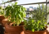 Erbe aromatiche: coltivazione in vaso