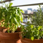 Vasi di erbe aromatiche su un balcone soleggiato.