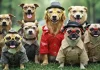 Animali umanizzati: amore, status, business