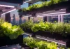 Idroponica e vertical farming urbana