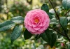 Camelia: origine, fiori e cura in vaso