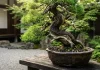 Bonsai: guida completa a cura e scelta