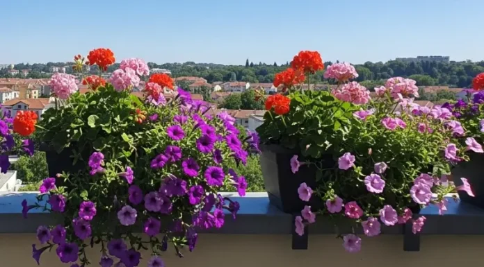 Fiori da tenere nei vasi sul balcone