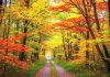 Foliage autunnale: significato e luoghi