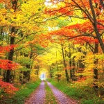 Immagine di una stradina in un bosco col foliage autunnale