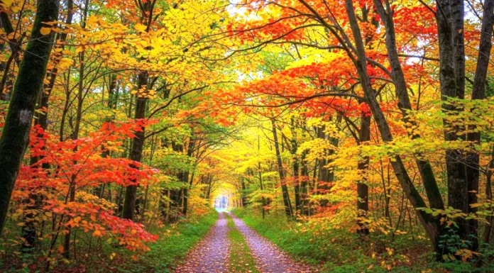 Foliage autunnale: significato e luoghi