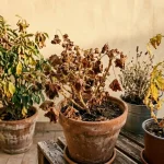 Effetti del caldo estremo sulle piante su un balcone