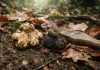 Tartufo: cos’è, tipi e varietà più pregiate